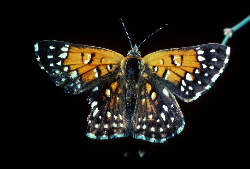 120px-Langesmetalmarkbutterfly91.jpg
