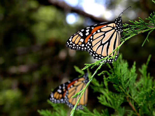 800px-Xvisionxmonarch.jpg