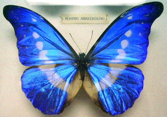 Butterfly_Morpho_Anaxibia_%28M%29_KL.jpg
