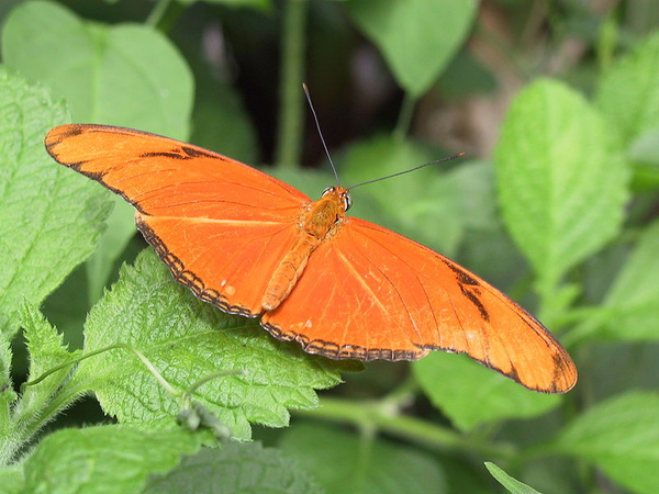 800px-Julia-heliconian-butterfly.jpg