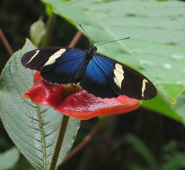 Heliconius Butterfly