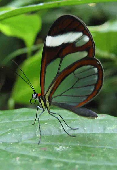413px-Glasswing_butterfly_Panama.jpg