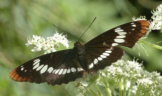 Buberel_butterfly.jpg