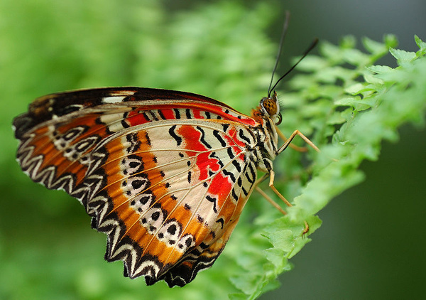 800px-Cethosia_cyane.jpg