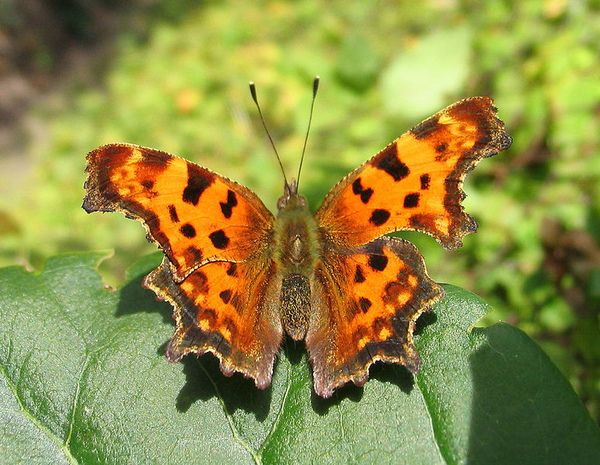774px-C-Falter_Polygonia_C-album.jpg
