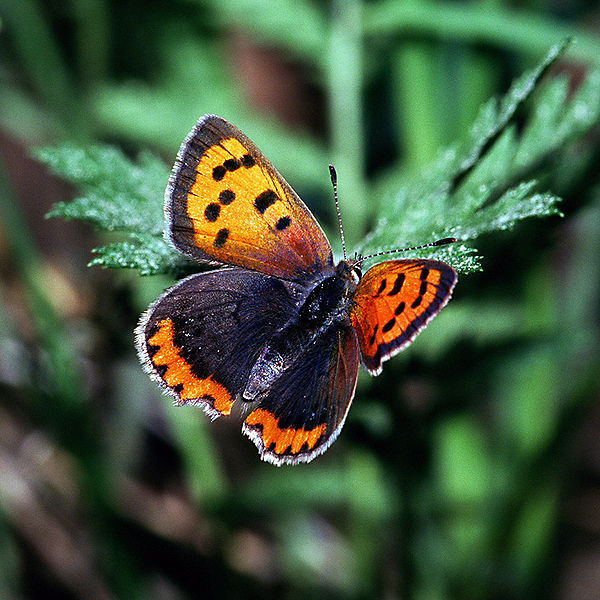 600px-Chrysophanus_phlaeas_2163.jpg