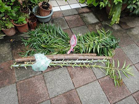 香椿 香椿