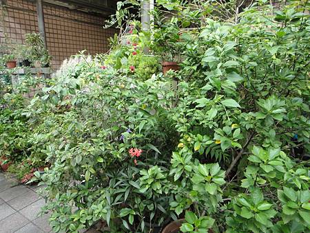 花園一隅 花園一隅