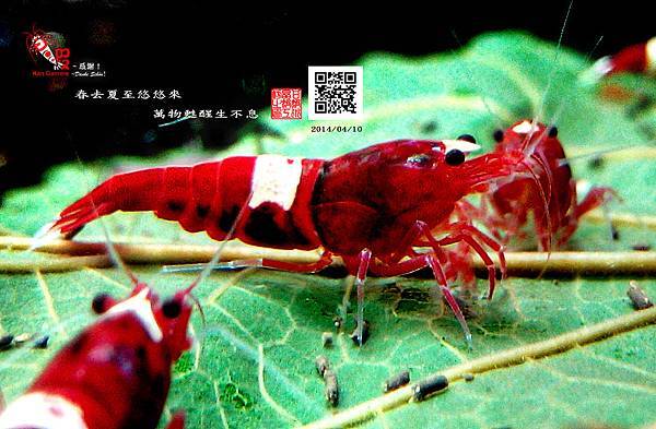 20140410_春去 20140410_春去