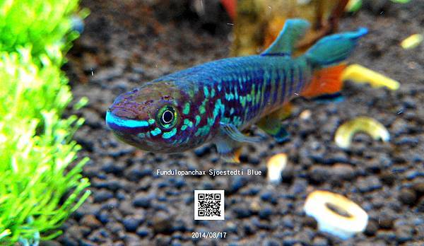 Fundulopanchax Sjoestedti Blue Fundulopanchax Sjoestedti Blue