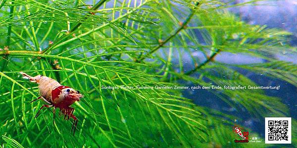 20140824_整理蝦房後 20140824_整理蝦房後