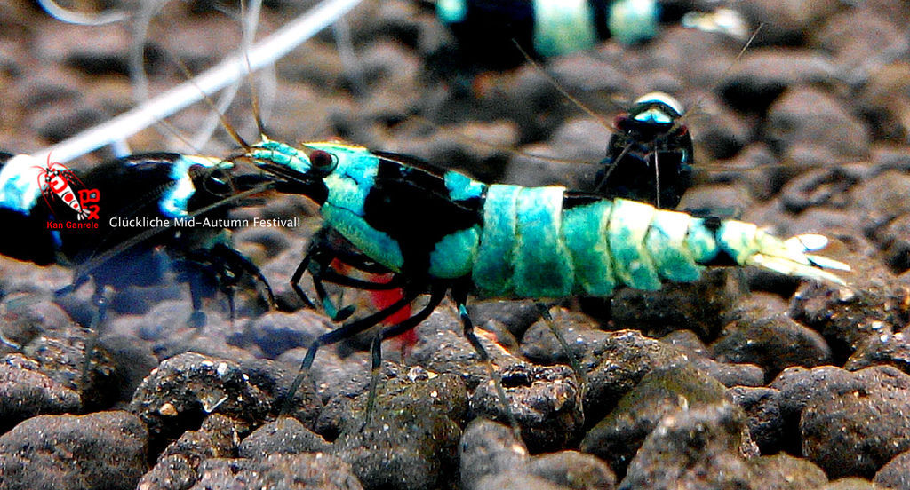 Gluckliche Mid-Autumn Festival Gluckliche Mid-Autumn Festival