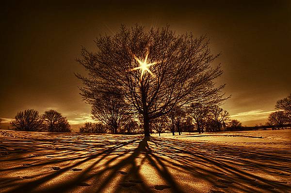 Tree_Of_Light_by_lowapproach.jpg