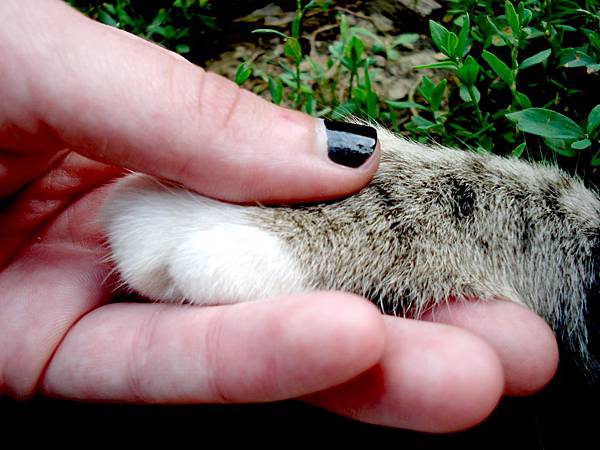 動物心靈溝通初級證書課程