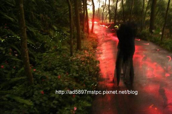 流螢小徑2.jpg 流螢小徑2.jpg