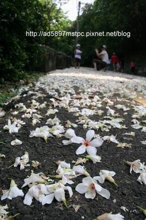 桐花b2.jpg 桐花b2.jpg