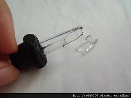 20130915黃金鼠-草湖咬斷玻璃管