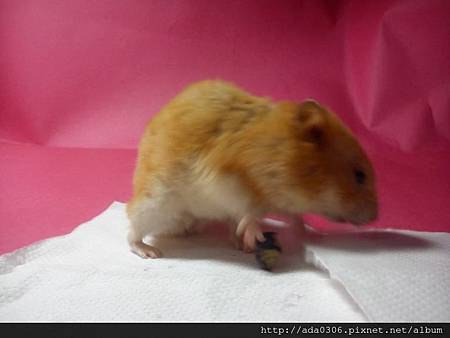 2014.01.07品嚐新鮮藍莓