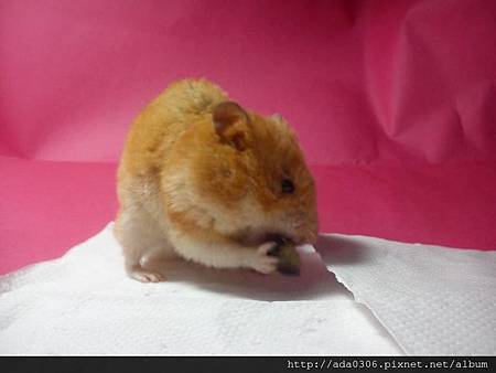 2014.01.07品嚐新鮮藍莓2