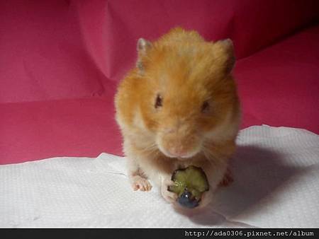 2014.01.07品嚐新鮮藍莓3