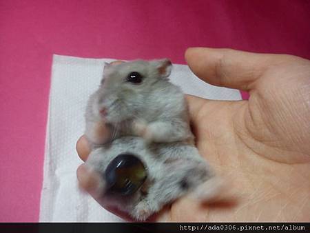 2014.01.07品嚐新鮮藍莓4