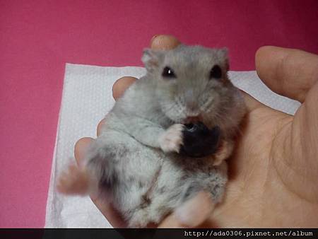 2014.01.07品嚐新鮮藍莓5