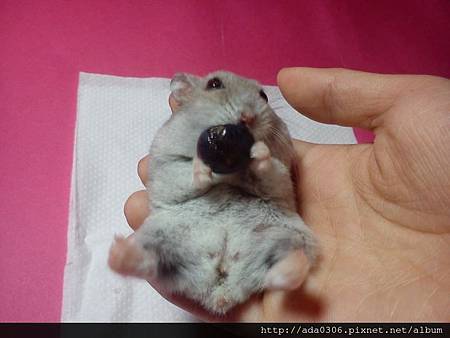 2014.01.07品嚐新鮮藍莓7