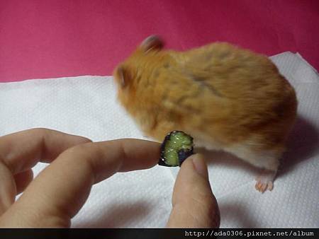 2014.01.07品嚐新鮮藍莓6