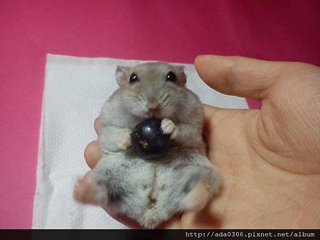 2014.01.07品嚐新鮮藍莓8