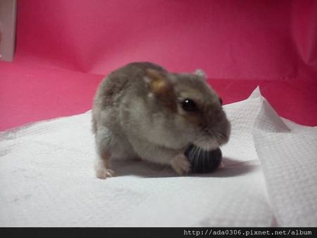 2014.01.07品嚐新鮮藍莓10