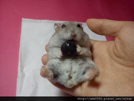 2014.01.07品嚐新鮮藍莓9