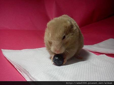 2014.01.07品嚐新鮮藍莓13