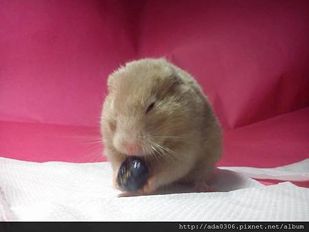 2014.01.07品嚐新鮮藍莓14