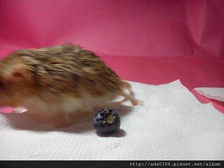 2014.01.07品嚐新鮮藍莓15