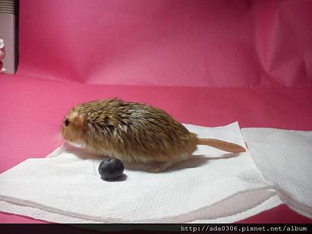 2014.01.07品嚐新鮮藍莓16