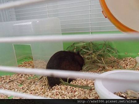 Momi提摩西二割.jpg Momi提摩西二割.jpg