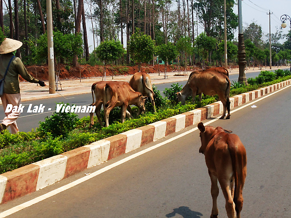 這些牛無視於車的存在 這些牛無視於車的存在