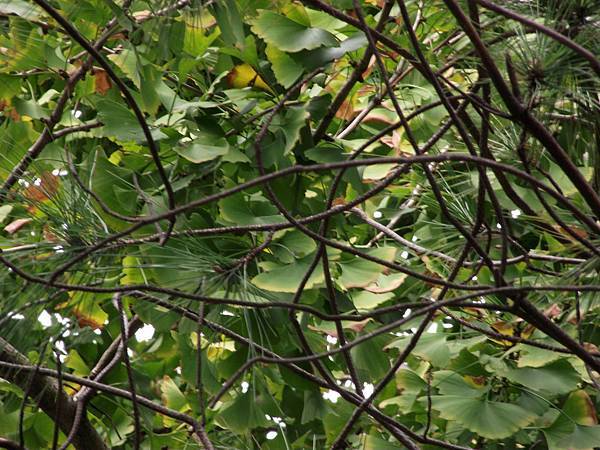 02 (11).JPG 02 (11).JPG