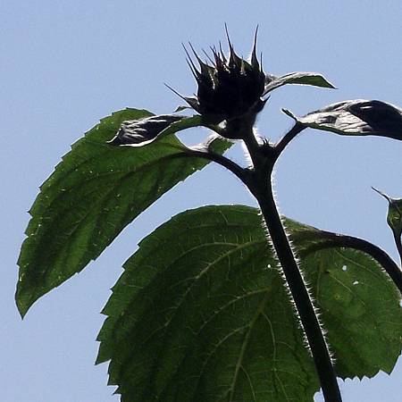 DSCF6820拷貝.jpg DSCF6820拷貝.jpg