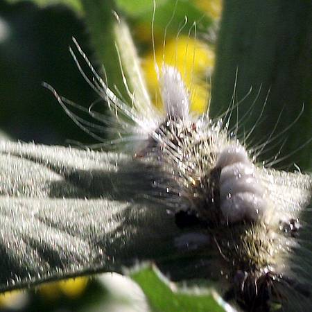 DSCF6810拷貝.jpg DSCF6810拷貝.jpg