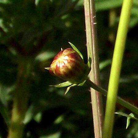 DSCF6850拷貝.jpg DSCF6850拷貝.jpg