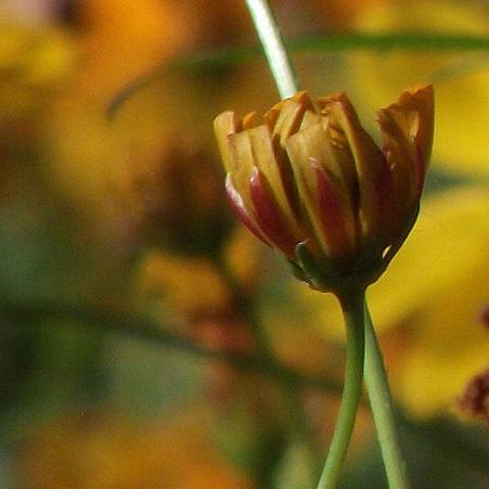 DSCF6866拷貝.jpg DSCF6866拷貝.jpg