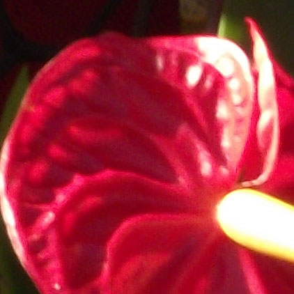 DSCF6891拷貝.jpg DSCF6891拷貝.jpg