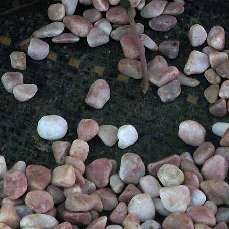 DSCF6902拷貝.jpg DSCF6902拷貝.jpg