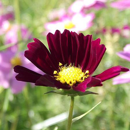 DSCF6913拷貝.jpg DSCF6913拷貝.jpg