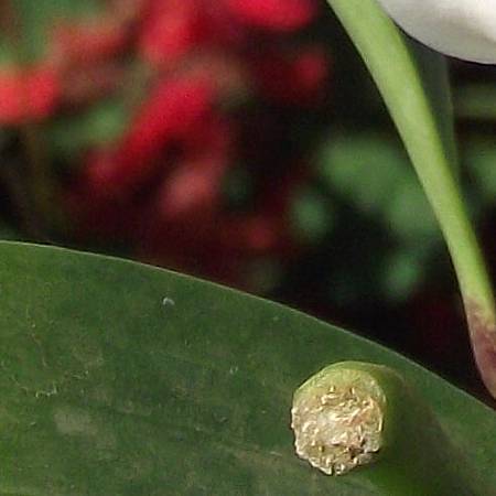 DSCF6924拷貝1.jpg DSCF6924拷貝1.jpg