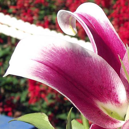 DSCF6924拷貝3.jpg DSCF6924拷貝3.jpg