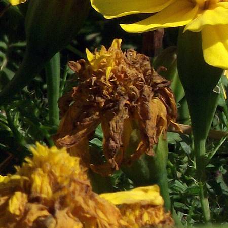 DSCF6966拷貝.jpg DSCF6966拷貝.jpg