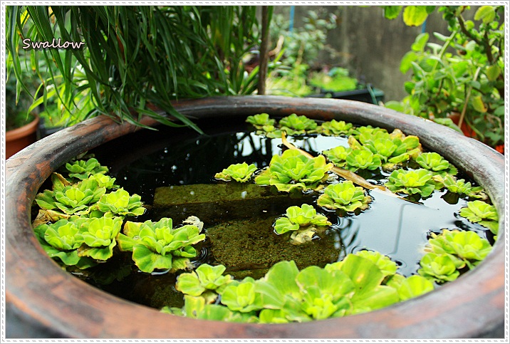 02_水缸裡的植物