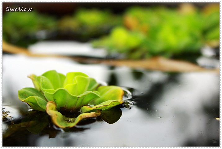 03_水缸裡的植物